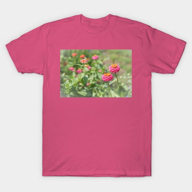 Honeybee on Hot Pink Zinnia Flower T-Shirt by Amy-K-Mitchell